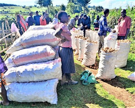 Potato Is The Emerging Food Crop In Uasin Gishu Kilimo News