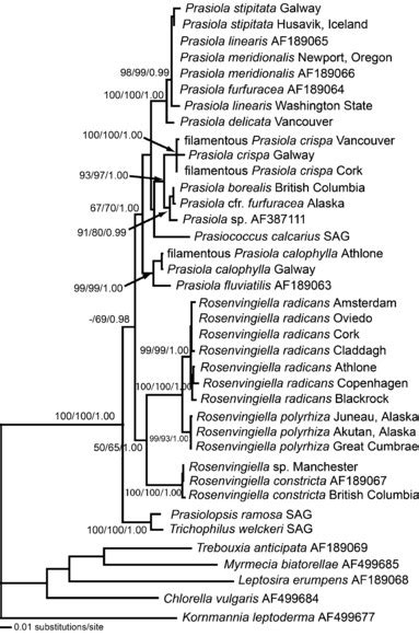 Phylogenetic Tree Inferred From Maximum Likelihood Ml Analysis Of