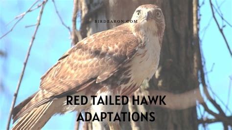 Red Tailed Hawk Adaptations - How Do They Survive - BirdBaron