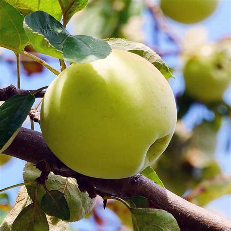 Fuji Apple Tree For Sale 4 5ft Bareroot Organic Grafted