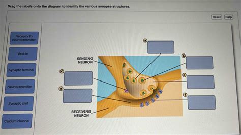 Solved Drag The Labels Onto The Diagram To Identify The Various