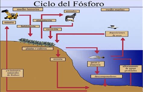 Esquema Del Ciclo Del Fósforo ¡fotos And Guía 2024