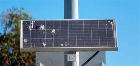 Solar Panel Bird Damage How To Prevent It And Stop It Now Discover Solar Power