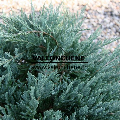 Juniperus Horizontalis Blue Chip