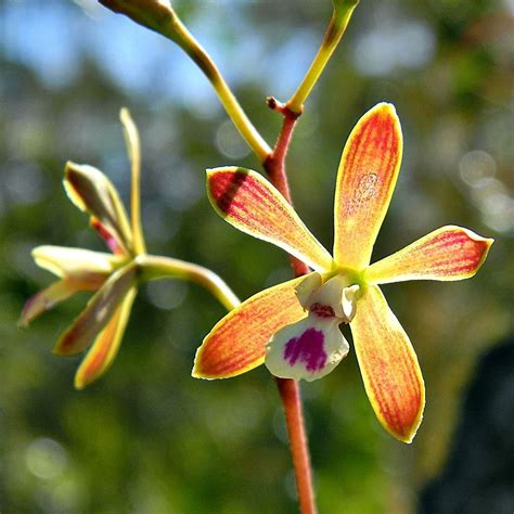 Parade Of Orchids At Stunson Nature Trail Oakland Park Fl Official