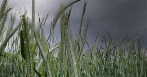 Hagel Starkregen Sturmb En Dwd Warnt Vor Unwetter In Nrw