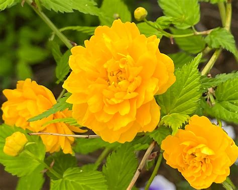 Kerria Japonica Pleniflora GardensOnline