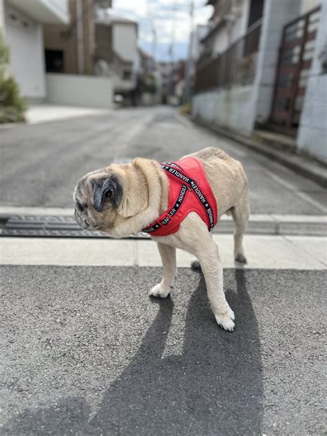 やついいちろう On Twitter 今日のこぶしと私 2022ラスト散歩 Pug Pugs Puglife Puglove