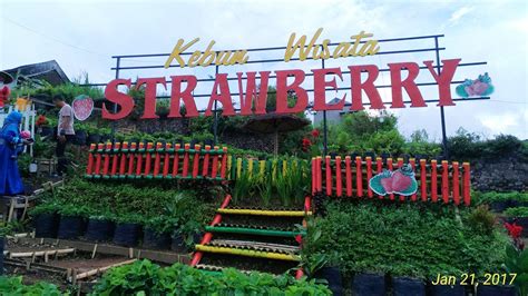 Wisata Kebun Strawberry Bogor - Homecare24