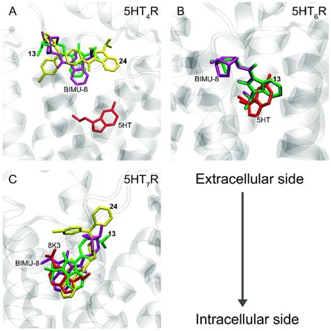 Binding Modes Of Compounds Green Yellow And Bimu Magenta