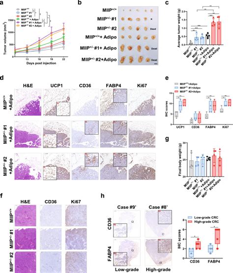 Human Colon Cancer Cell Line Hct116 Atcc Bioz