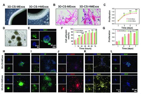 In Vitro Biological Response Of Nscs And Hucmscs To D Cs Mexos Or