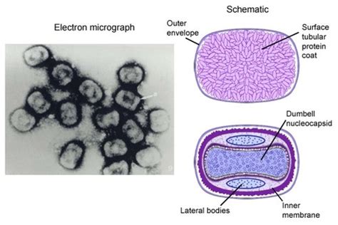 lecture 10 & 11 virus assembly and release Flashcards | Quizlet