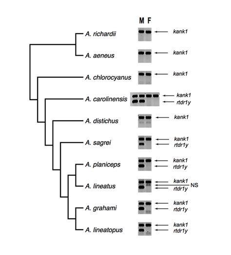 Exploring The Anolis Y Chromosome Anole Annals