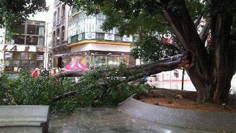 Cae Una Rama De Grandes Dimensiones En La Plaza De La Encarnaci N