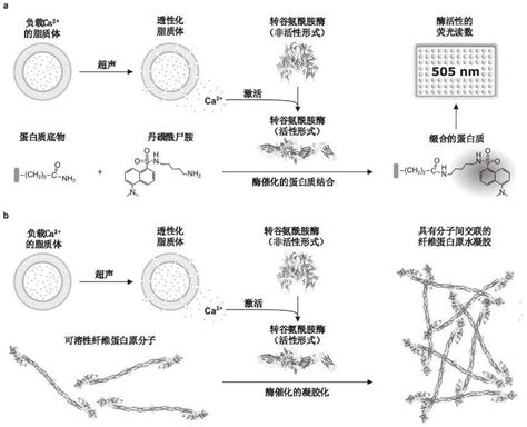 超声触发的脂质体有效负载释放