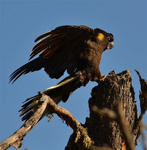 Beautiful big birds | BIRDS in BACKYARDS