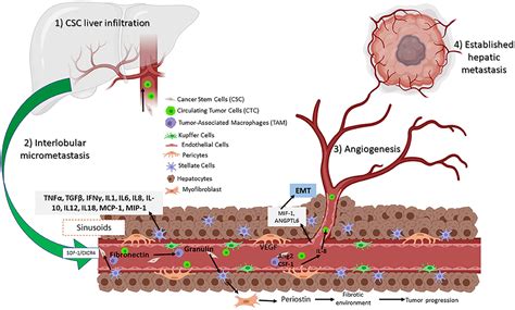 Frontiers Colorectal Cancer Stem Cells In The Progression To Liver