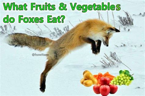 What Fruits Do Foxes Eat Explained And Other Common Questions Howitsee