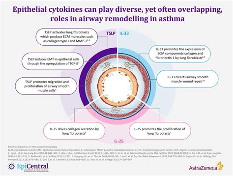 The airway epithelium plays a key role in driving airway remodelling in ...