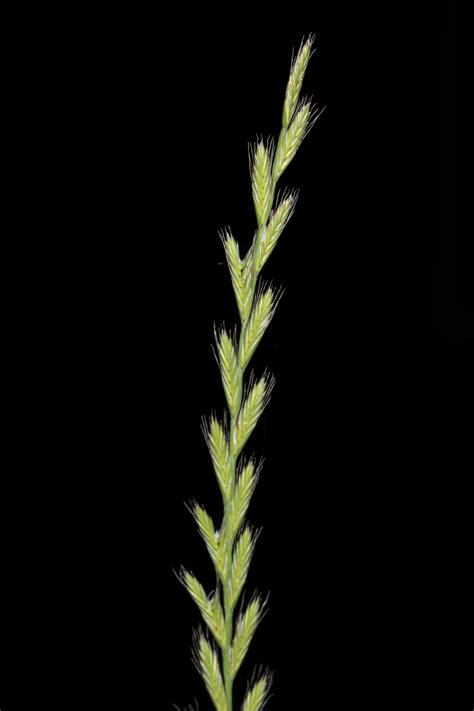 Festuca Perennis Poaceae