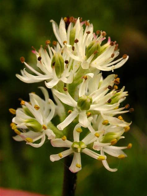 Triantha Occidentalis Burke Herbarium Image Collection