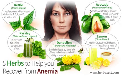 5 Herbs to Help You Recover from Anemia | HerbaZest