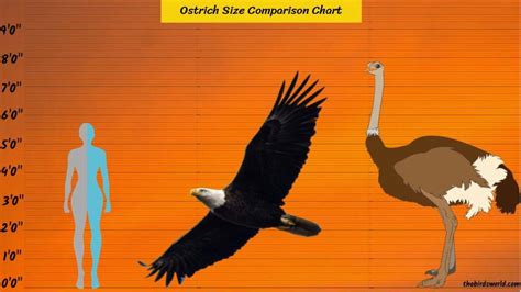 Ostrich Size Explained: Compared With Human, Emu, Turkey