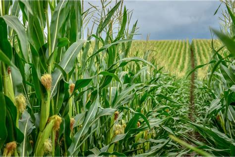 EUA Vendem 325 5 Mil T De Milho Da Safra 2023 24 Mostra USDA Agro