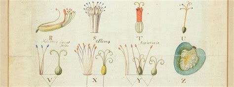 Carl Linnaeus, "Systema Naturae" | Botanical illustration, Natural ...