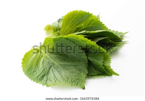 Egoma Perilla Frutescens Edible Leaves Eaten Stock Photo 1663976386