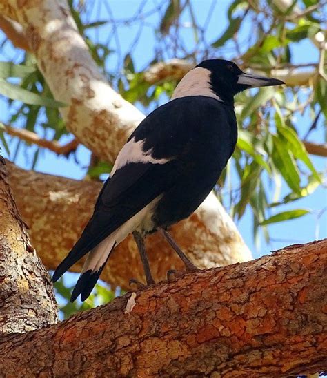 Australian Magpie Gymnorhina Cracticus Tibicen Australian Birds