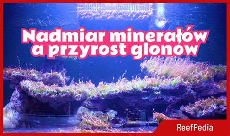 Wzrost Glon W W Akwarium Morskim Rola Nadmiaru Minera W Reef Pedia