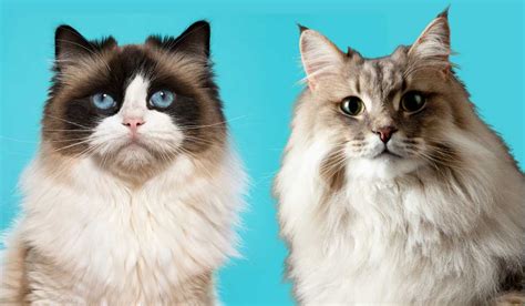 The Ragdoll Munchkin Cat Mix - A Detailed Guide