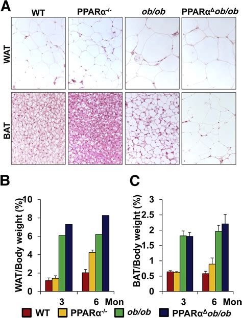 Ppar Deficient Ob Ob Obese Mice Become More Obese And Manifest Severe