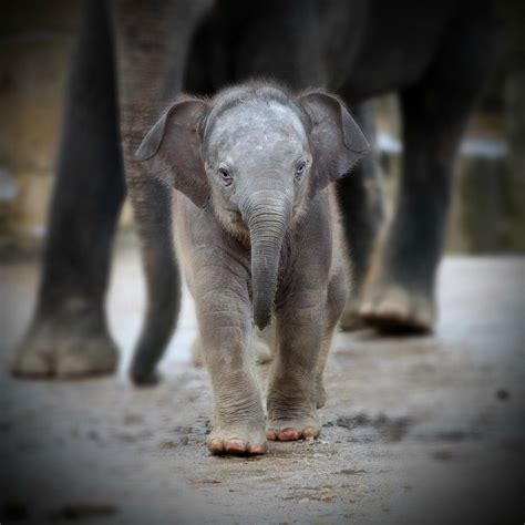 Baby Elephant - Imgur | Cute baby elephant, Cute animals puppies, Baby ...