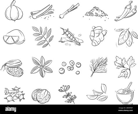 Especias De Fideos Y Hierbas Vector Dibujado A Mano Boceto De Especias