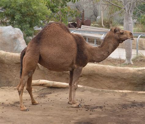 Pilgrimage 2013: San Diego Zoo Part 2 Familiar Animals