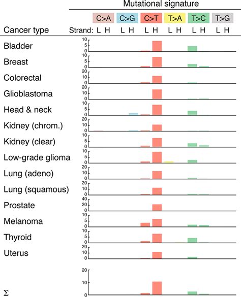 Overview Of Mtdna Mutational Signatures Substitution Patterns