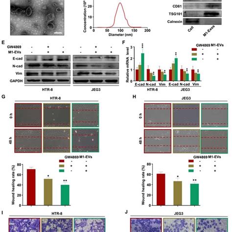 MiR 146a 5p And MiR 146a 5p Suppress EMT Migration And Invasion Of