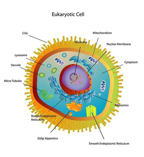 Eukaryotic Cell Structure And Function