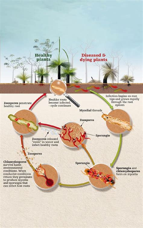 Phytophthora Life Cycle