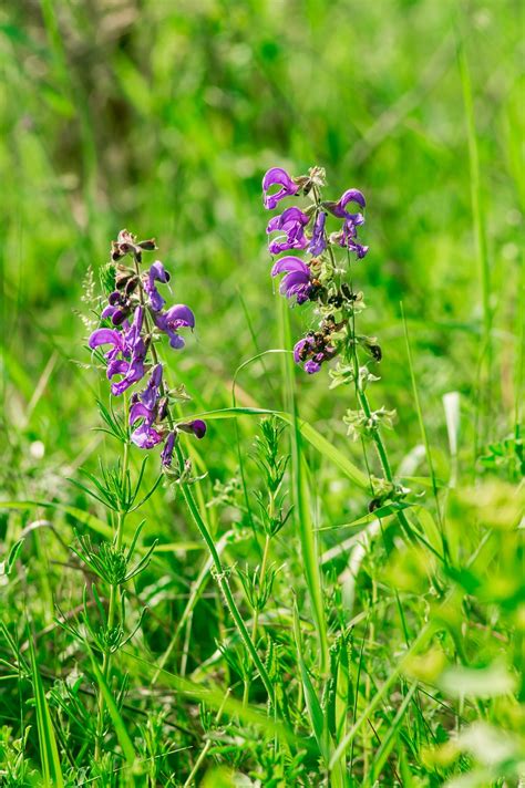 Fleurs Prairie Sur Le Terrain Photo Gratuite Sur Pixabay Pixabay