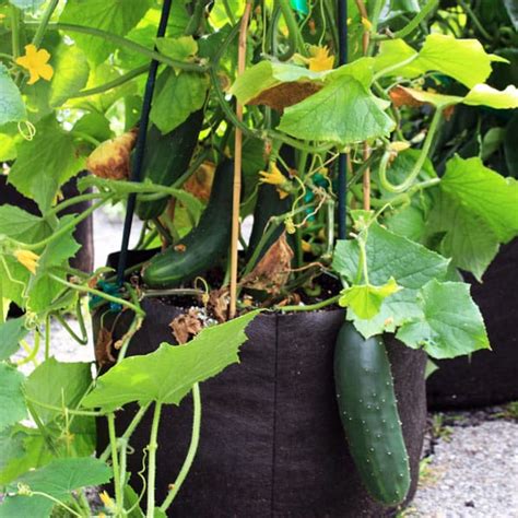 Best Types Of Cucumber To Grow In Containers Brown Thumb Mama®