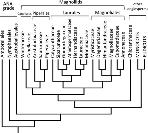 Phylogenetic Developmental And Functional Aspects Of Stomatal