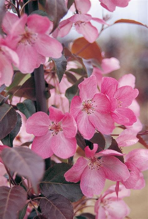 Malus Pendula ‘royal Beauty Royal Beauty Succulent Tree Crabapple Tree