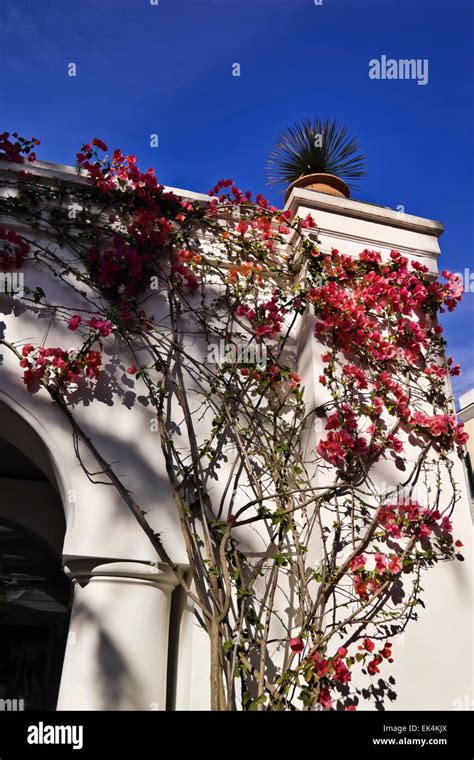 Italy, Campania, Capri island, red bouganville Stock Photo - Alamy