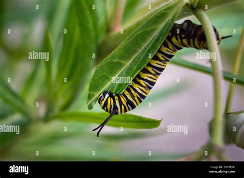 Monarch Butterfly Caterpillar Feeding On Milkweed Leaf Stock Photo Alamy