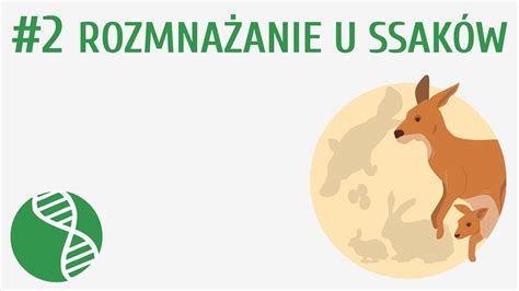 Rozmnażanie u ssaków 2 Ssaki YouTube