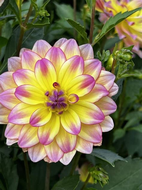 Dalia Dekoracyjna Pacific Ocean 1 Szt FlowersBulbs Cebulki Kwiatowe